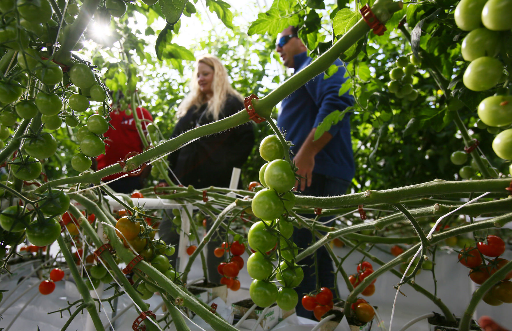 Rooftop greenhouse at UA